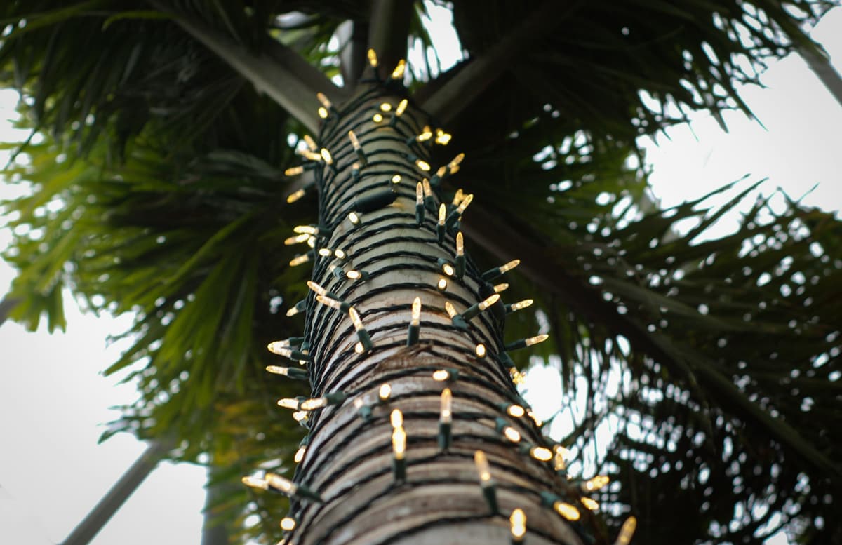 Palm tree trunk wrapped in warm white mini lights, seen from below against the fronds